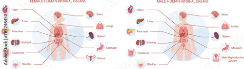 A Comprehensive Visual Guide to Female and Male Human Internal Organs, Illustrating the Anatomy and Positioning of Vital Body Systems for Educational Purposes.