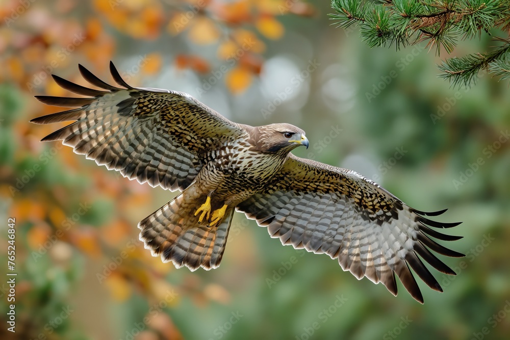 Fototapeta premium Autumn portrait of a strong bird near the floor. Common buzzard Buteo
