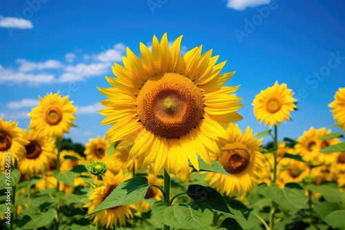 Landscape of the sunflower field