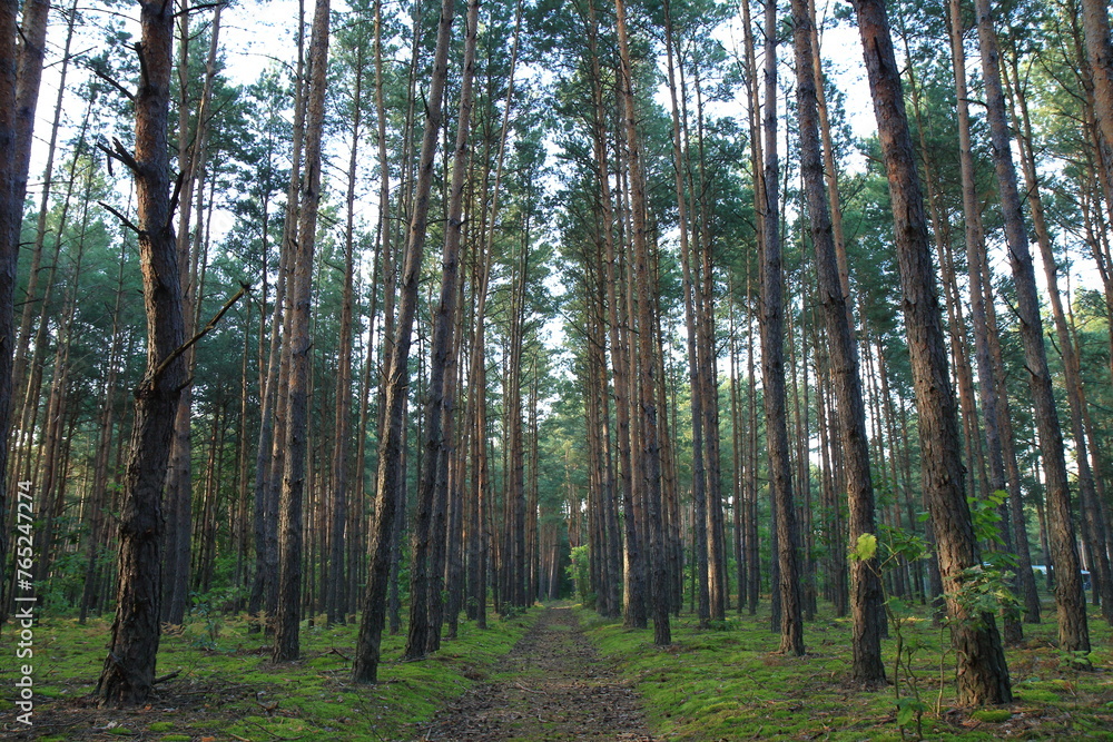 Fototapeta premium Las