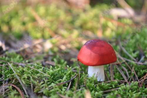 Muchomor czerwony