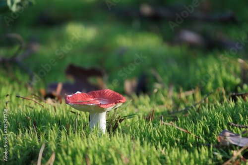 Muchomor czerwony