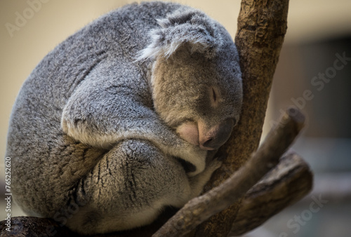 Canvas Print Sleepy koala at the zoo