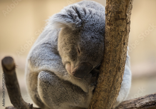 Canvas Print Sleepy koala at the zoo