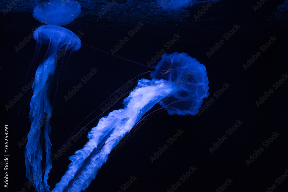 Long-legged jellyfish in an aquarium - obrazy, fototapety, plakaty 