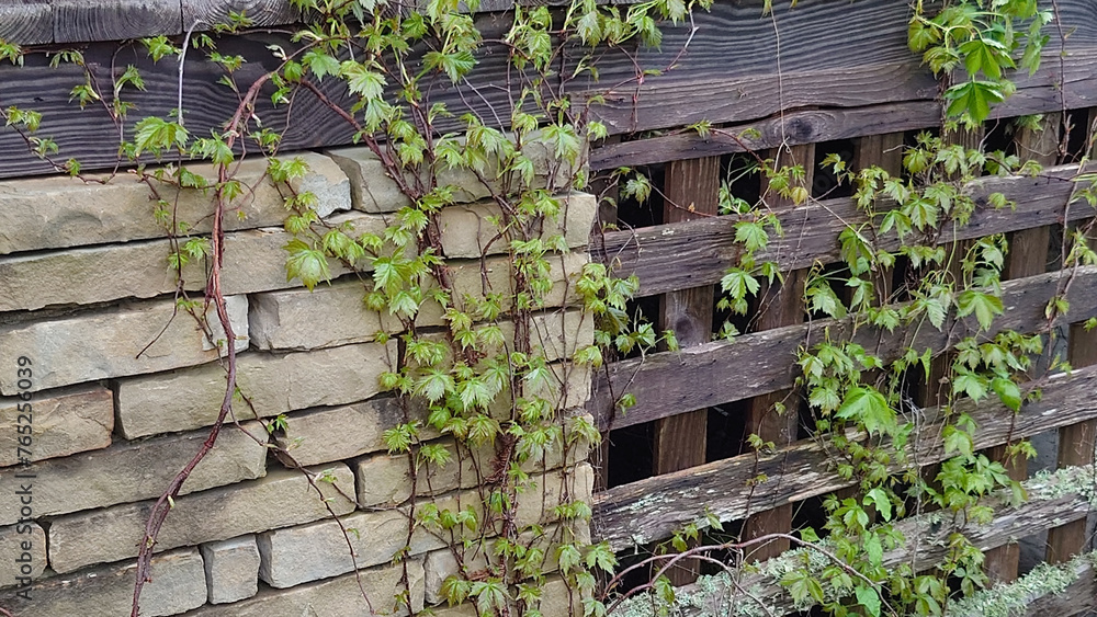 creeper ivy vine on cedar lattice wood and stacked sandstone block house skirting creeper ivy vine on cedar lattice wood and stacked sandstone block house skirting