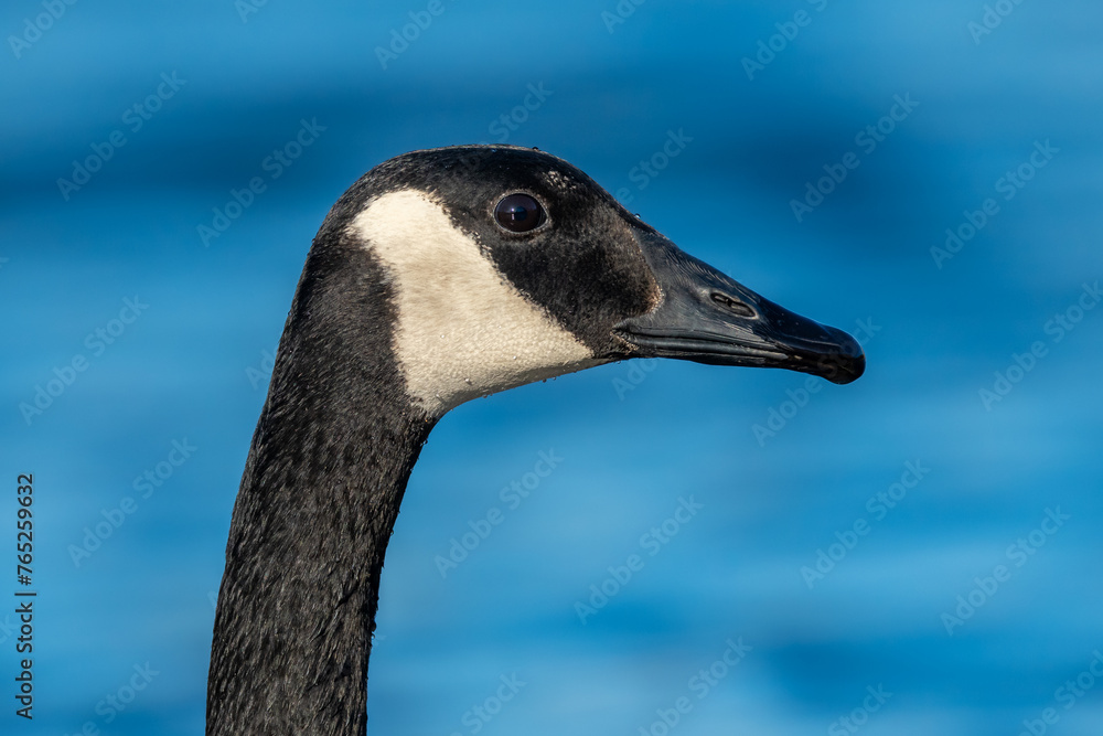 Obraz premium Close-up portrait of Canada Goose head and face