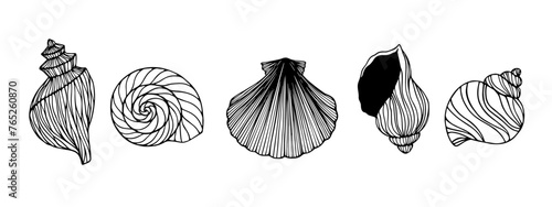 Seashells sketch set. Vector graphics.