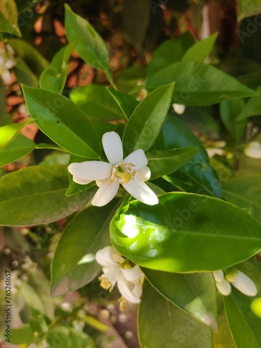 Wallpaper Mural apple flower Torontodigital.ca