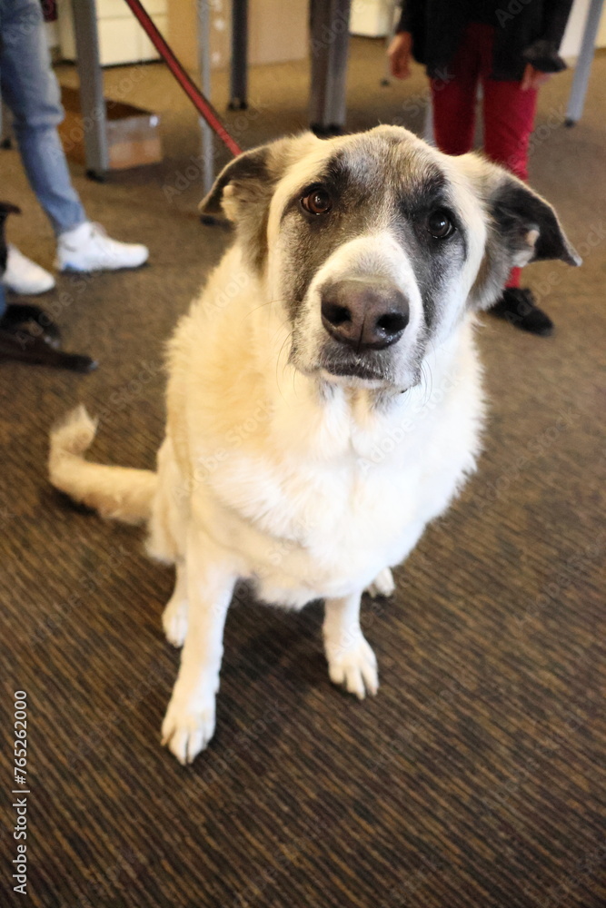 Great Pyrenees mix dog with floppy ears sitting on office carpet floor. Selective focus Great Pyrenees mix dog with floppy ears sitting on office carpet floor. Selective focus