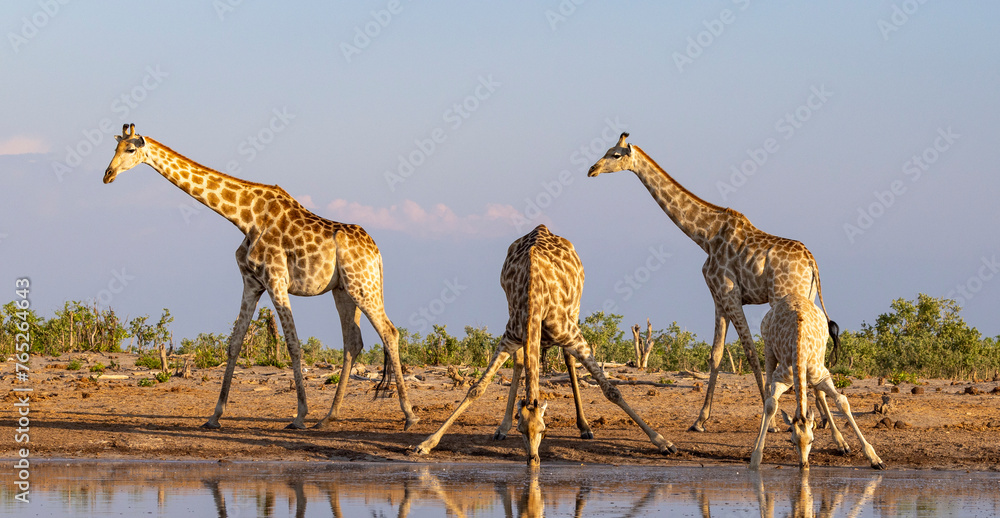 Obraz premium Group of giraffe at a waterhole in Botswana