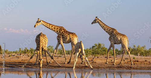 Photography Group of giraffe at a waterhole in Botswana