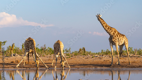 Canvas Print Group of giraffe at a waterhole in Botswana