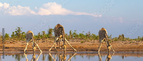 Photography Group of giraffe at a waterhole in Botswana
