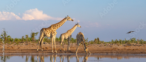Group of giraffe at a waterhole in Botswana