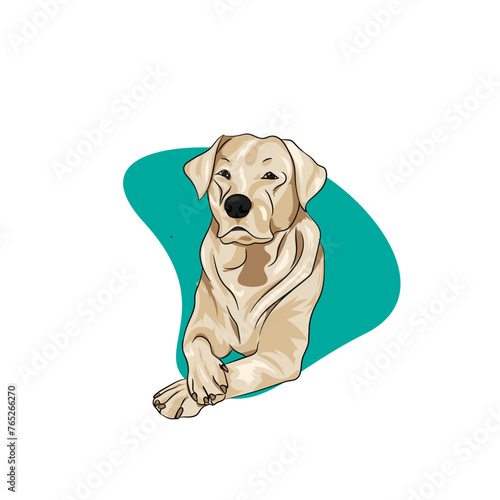 doge sitting
