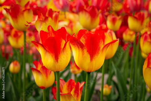 red and yellow tulips