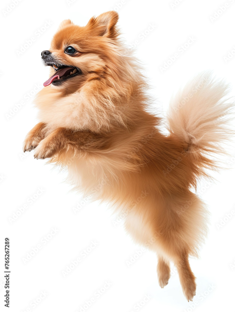 Obraz premium Cute little pomeranian dog running and jumping on white background, side view shot.