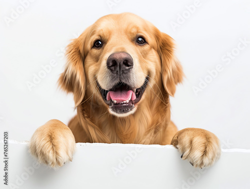 Happy golden retriever or Canis lupus familiaris peeking out and hanging its paw on blank poster board against white background. Blank copyspace for text.