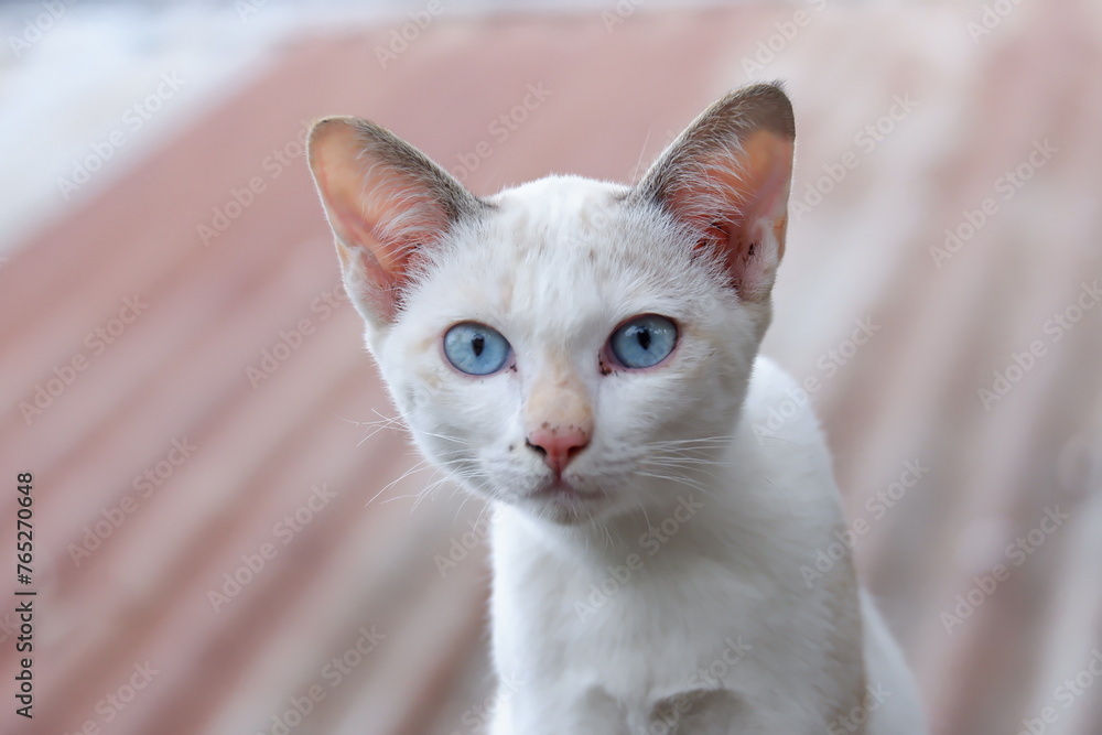 white cat siiting on roof ,Cat posing look at camera on roof, a charming portrait white cat siiting on roof ,Cat posing look at camera on roof, a charming portrait