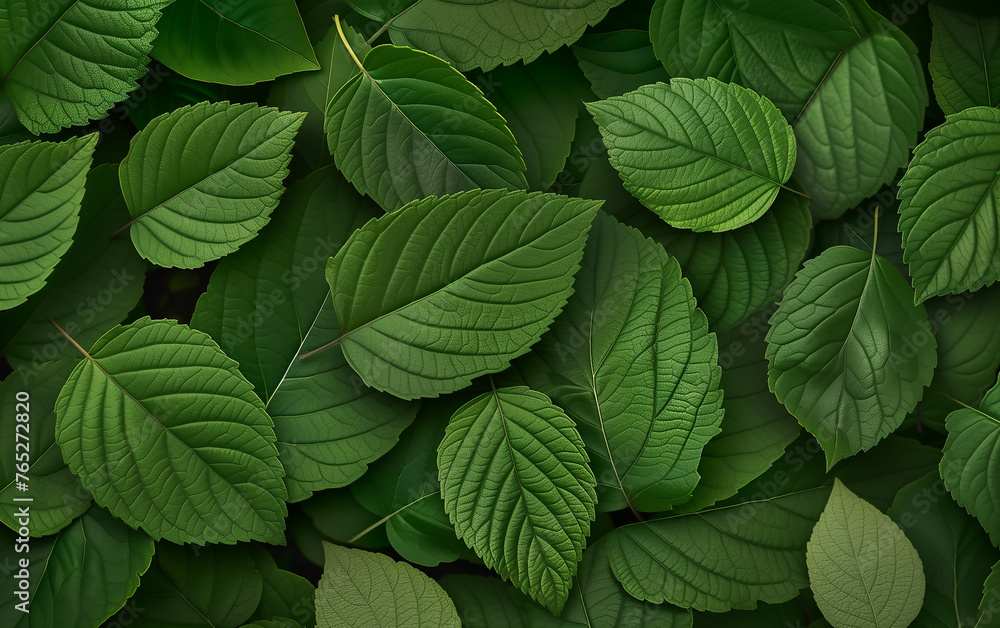 Close up of green leaves texture background. Natural background and wallpaper. Close up of green leaves texture background. Natural background and wallpaper.
