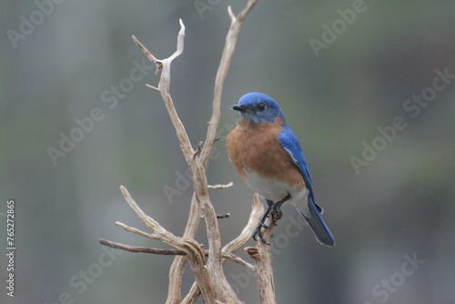 Bluebird Poses1