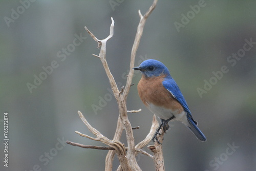 Bluebird Poses2