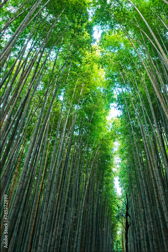 Bamboo Forest in Arashiyama  Kyoto  Japan