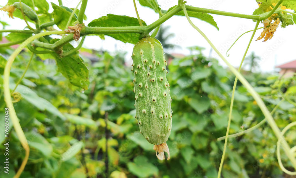 Close-up of cucumber growing in the garden, warm morning sunlight illuminating it. Growing cucumbers at farm, fresh green cucumber on the bush Close-up of cucumber growing in the garden, warm morning sunlight illuminating it. Growing cucumbers at farm, fresh green cucumber on the bush