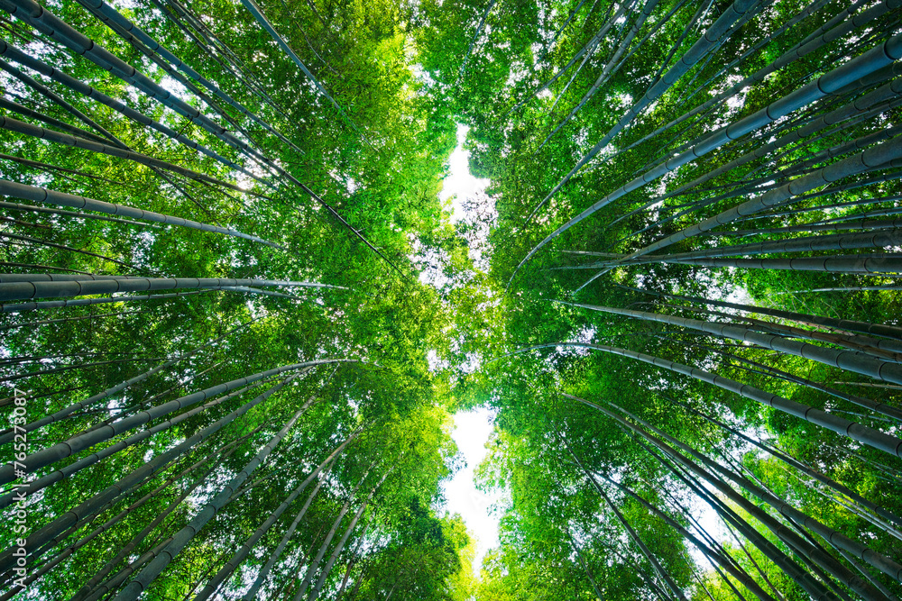 Bamboo Forest in Arashiyama, Kyoto, Japan Bamboo Forest in Arashiyama, Kyoto, Japan