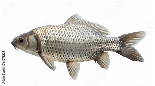 Fish illustration in close up isolated on white