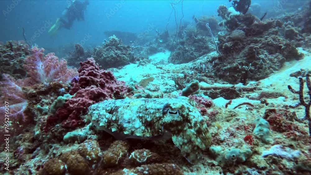 Divers exploring beautiful cuttlefish coral reef in underwater marine environment Divers exploring beautiful cuttlefish coral reef in underwater marine environment