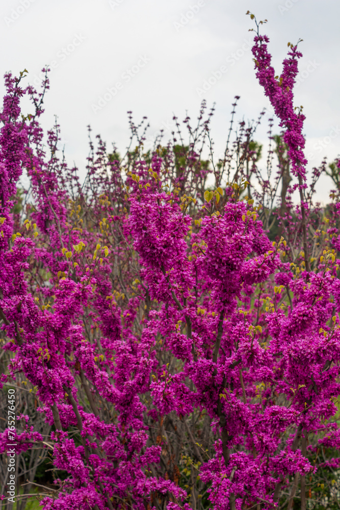 Purple flowers of a Judas tree in spring.