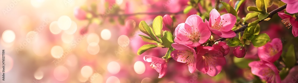 Wunderschöne Frühlingsblumen um einen Bokeh-Hintergrund, Platz für Text, Draufsicht, frisch, schön Wunderschöne Frühlingsblumen um einen Bokeh-Hintergrund, Platz für Text, Draufsicht, frisch, schön