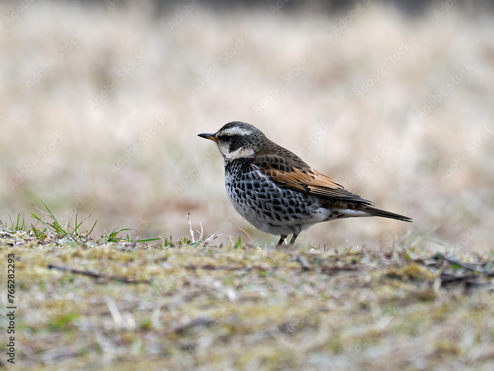 Tokyo, Japan - March 23, 2024: A thrush on a field Tokyo, Japan - March 23, 2024: A thrush on a field