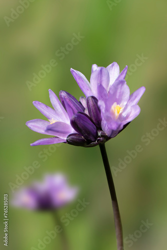 A close-up on the wild hyacinth flowers during spring bloom