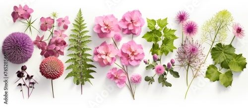 Close-up view of assorted flowers displayed on a clean white background