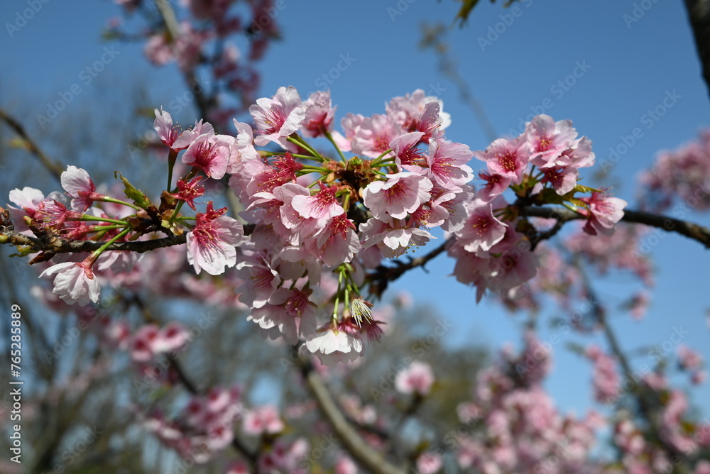 groups of pink sakura blossom on the branch in sunny day 