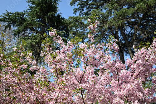 tree of pink sakura blossoms with green pine tree as background in sunny afternoon in the park