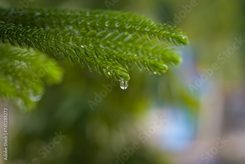 Pine needle with dewdrops in morning,
dew drips from the tips of the leaves photo