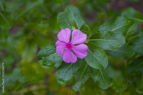 Tapak dara flower is an annual shrub originating from Madagascar, but has spread to various other tropical areas. The scientific name is Catharanthus roseus Don. photo