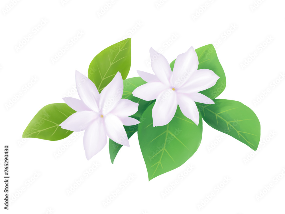 二輪のピカケ(花と葉)のリアルな水彩イラスト 二輪のピカケ(花と葉)のリアルな水彩イラスト
