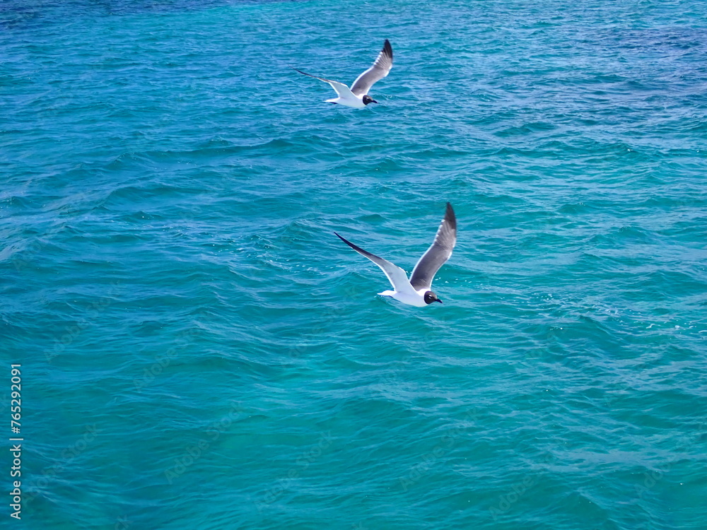 Turquoise colored water in ocean with seagulls in flight Turquoise colored water in ocean with seagulls in flight