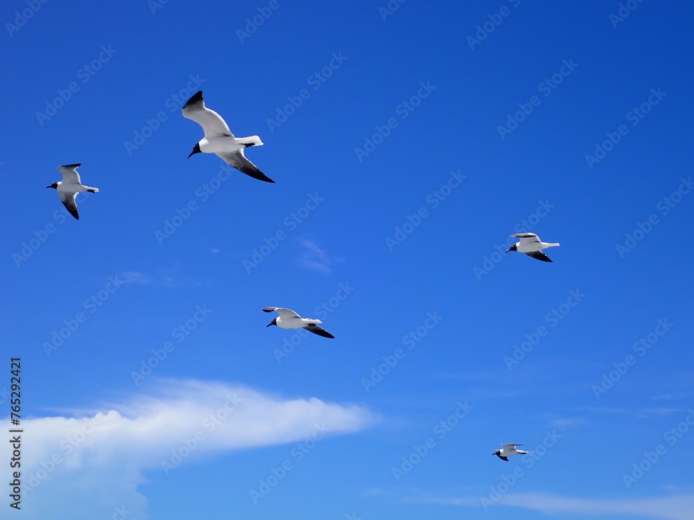 Fototapeta premium Group of seagulls flying in open blue sky
