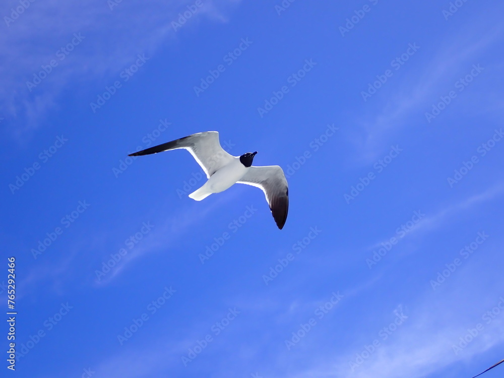 Seagull in flight with blue sky background Seagull in flight with blue sky background