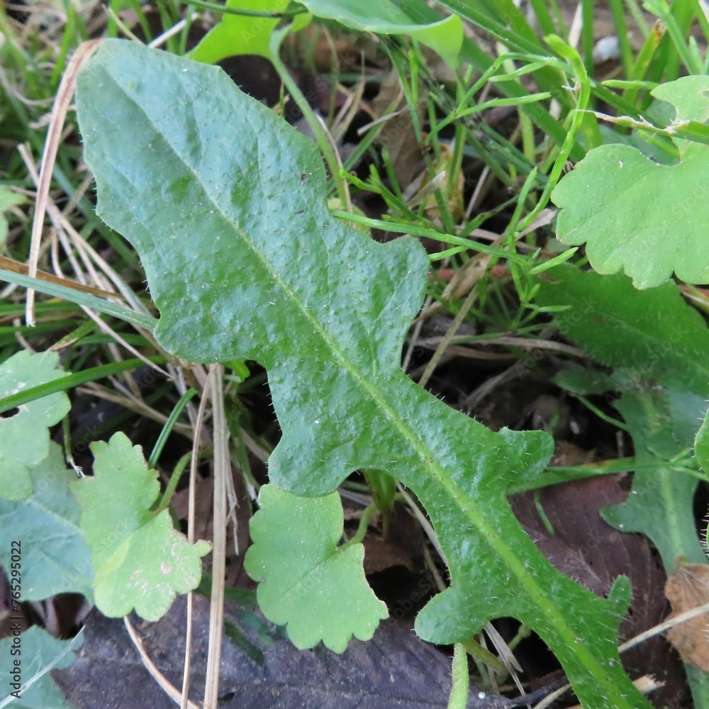 秋にブタナが黄色い花を咲かせています 秋にブタナが黄色い花を咲かせています