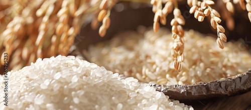 米と稲、玄米のイメージ画像Image photo of Japanese rice and brown rice. photo