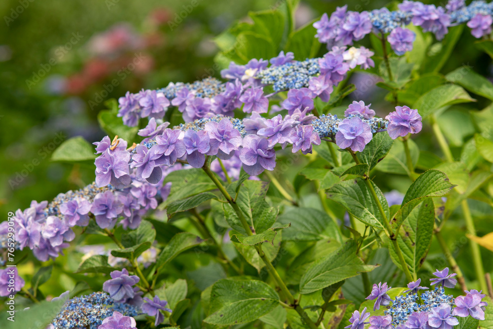 Obraz premium 鎌倉236 上郷11 紫陽花
