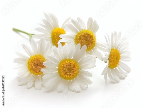 Chamomile flowers on a white background
