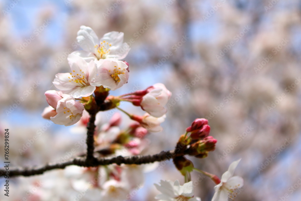 咲き始めの桜の花と準備中のつぼみ